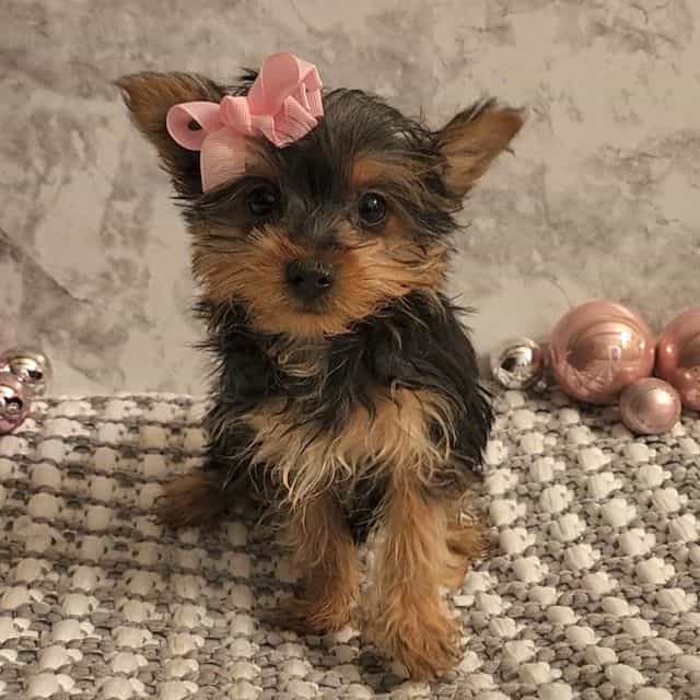 Stella - Yorkshire Terrier Female