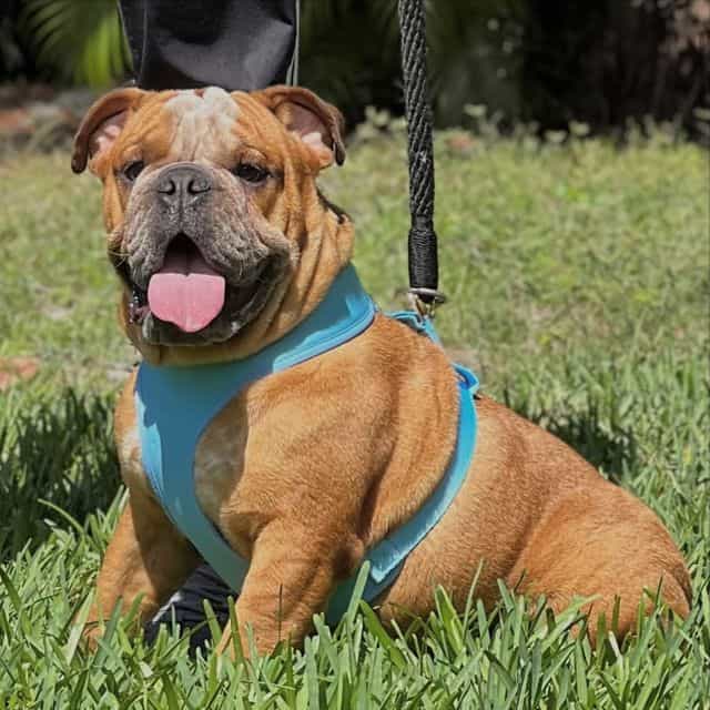 Spots - English Bulldog Male