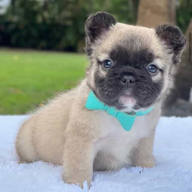 TEDDY BEAR FLUF - French Bulldog Male