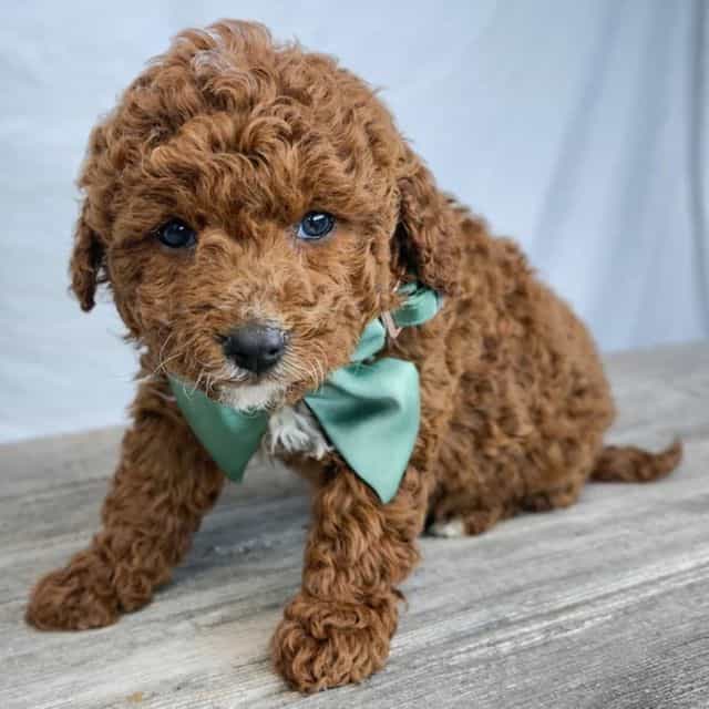 Ivy - Bernedoodle Female