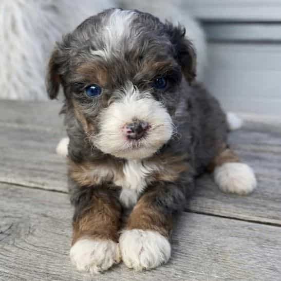 Aurora - Bernedoodle Female