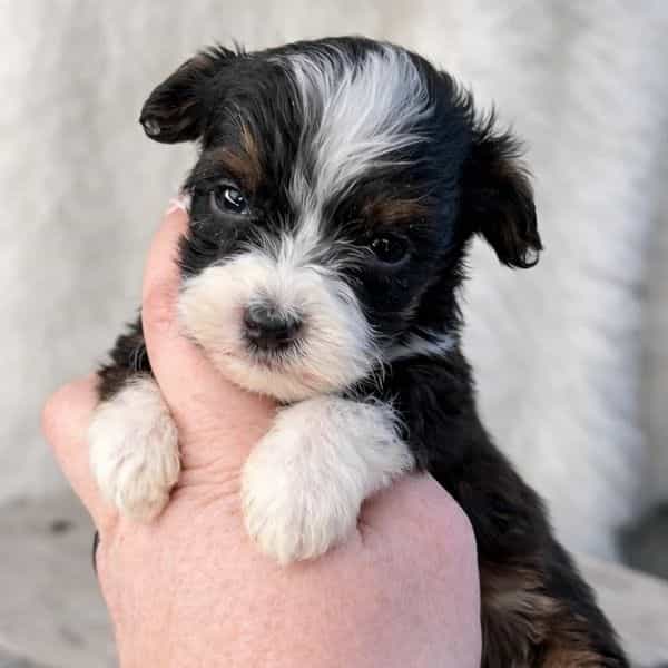 Posie - Bernedoodle Female