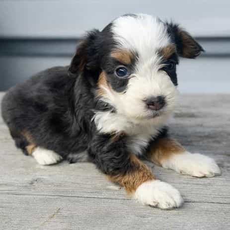 Ace - Bernedoodle Male