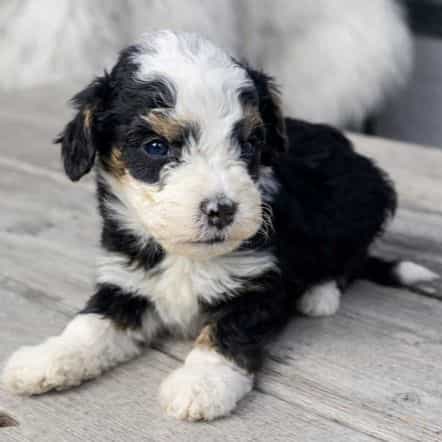 Dean - Bernedoodle Male