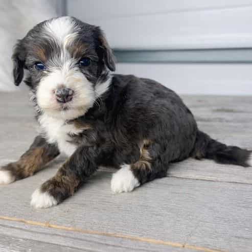Everett - Bernedoodle Male