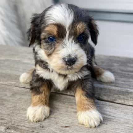 Remy - Bernedoodle Male