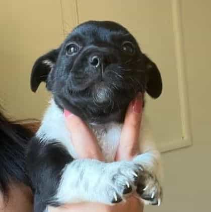 Pepper - Rat Terrier Male