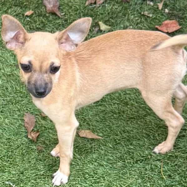 SHELBY - Chihuahua Female