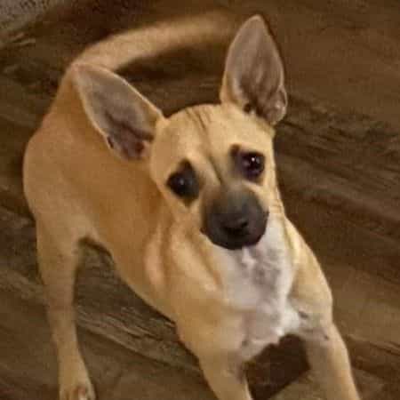 STORMY - Chihuahua Female