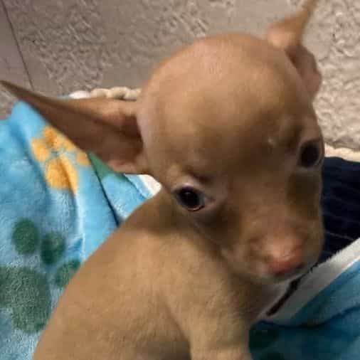 Saul - Chihuahua Male