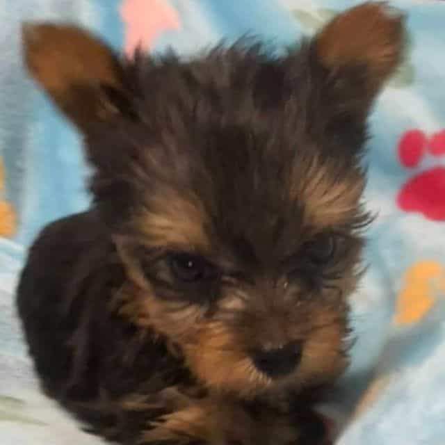 Henry - Yorkshire Terrier Male