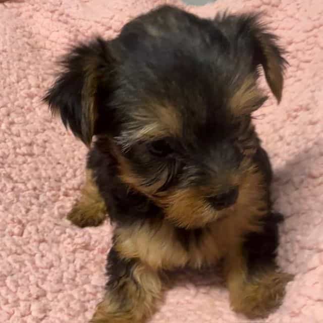 Hallie - Yorkshire Terrier Female