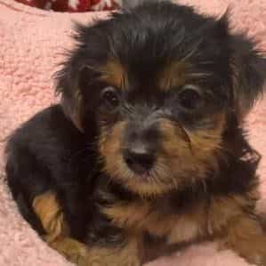 Daisy - Yorkshire Terrier Female