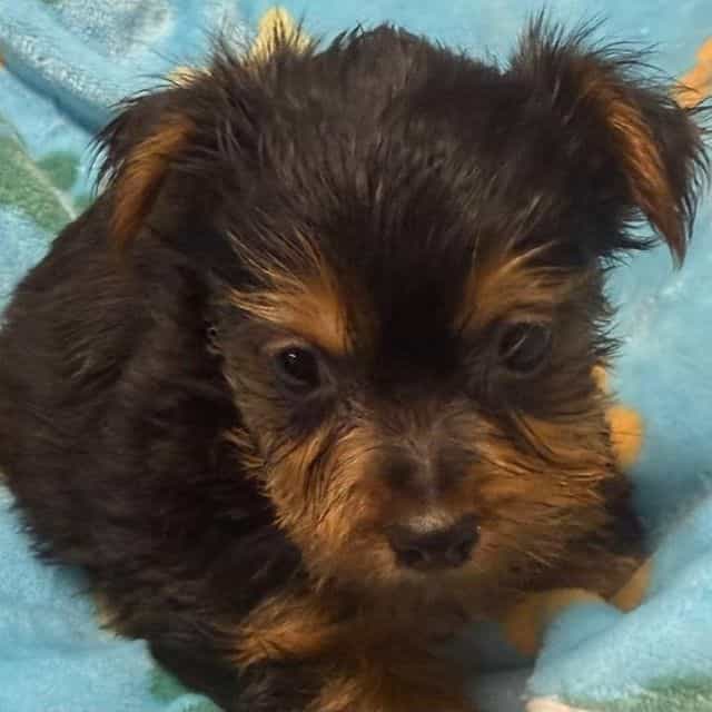 Dexter - Yorkshire Terrier Male