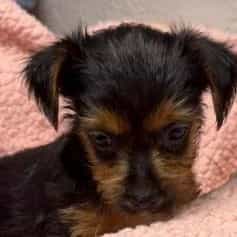 Darla - Yorkshire Terrier Female