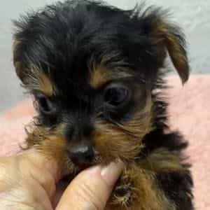 Dixie - Yorkshire Terrier Female