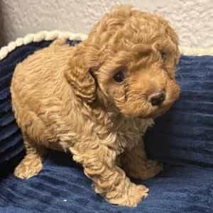 Royce - Toy Poodle Male