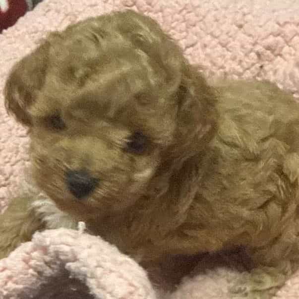 Ruby - Toy Poodle Female