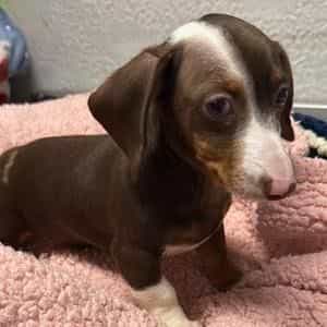 Cara - Dachshund Female