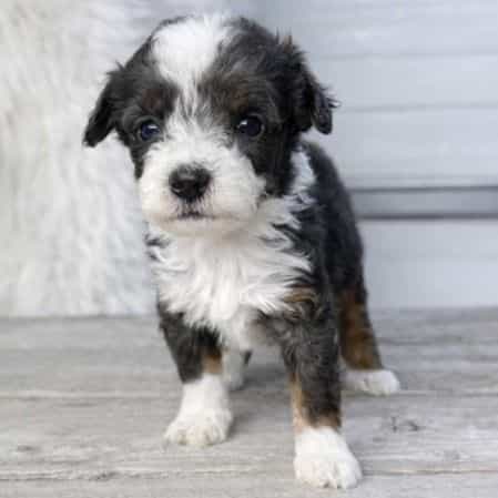 Zion - Bernedoodle Male