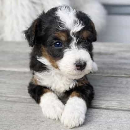Dante - Bernedoodle Male