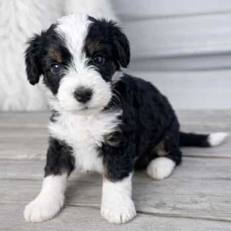Atlas - Bernedoodle Male