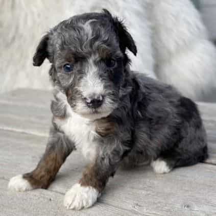 Jasper - Bernedoodle Male