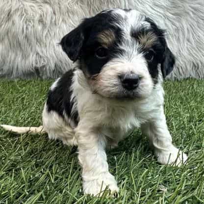 Colin - Bernedoodle Male