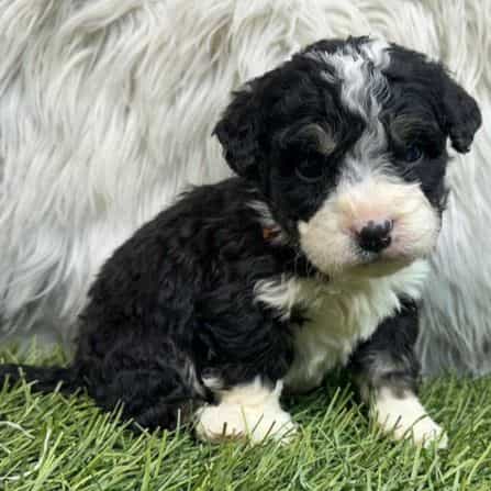 Stefan - Bernedoodle Male
