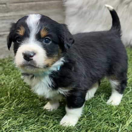 Edward - Bernedoodle Male