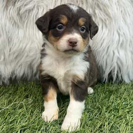 Ginny - Bernedoodle Female
