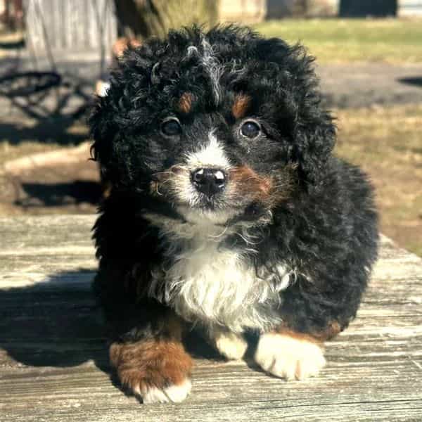 Nicholas - Bernedoodle Male