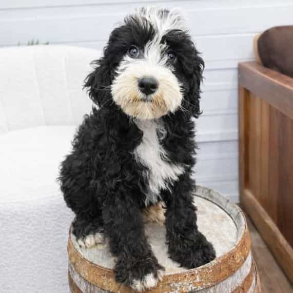 Oscar - Bernedoodle Male