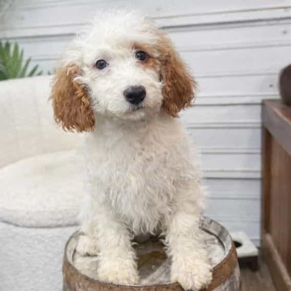 Dexter - Bernedoodle Male