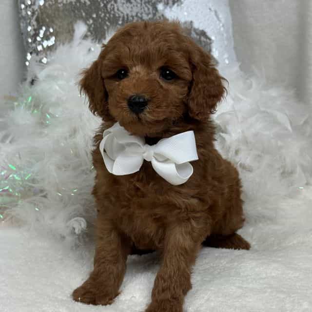 Brinley White B - Goldendoodle Male