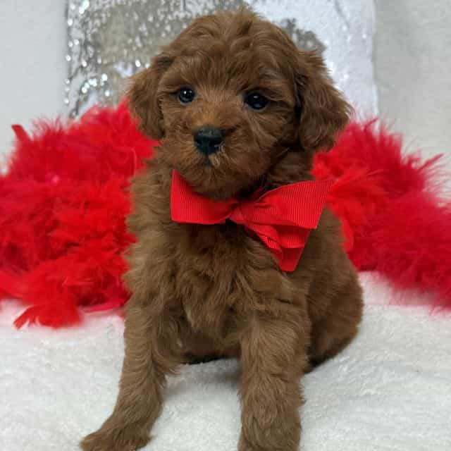 Brinley Red Boy - Goldendoodle Male