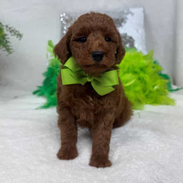 Brinley Green B - Goldendoodle Male