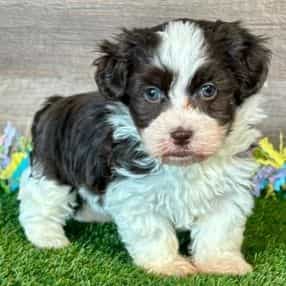 Emme - Havapoo Female