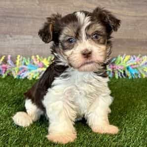 Evie - Havapoo Female