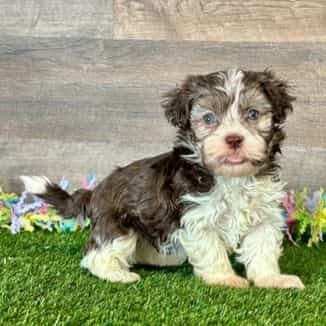 Eli - Havapoo Male