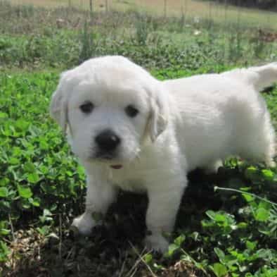 rambo - Golden Retriever Male