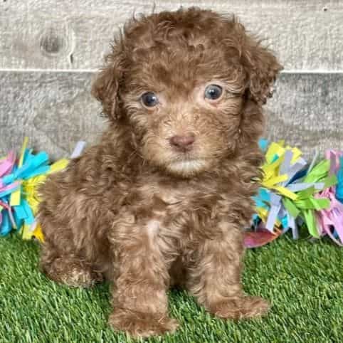 Jace - Toy Poodle Male