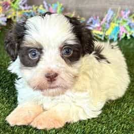 Edgar - Havapoo Male