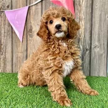 Gunner - Toy Poodle Male