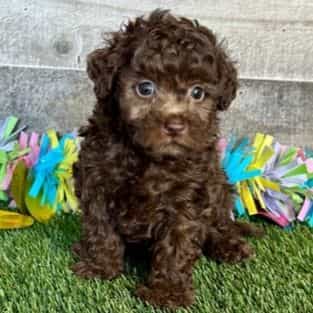 Jack - Toy Poodle Male