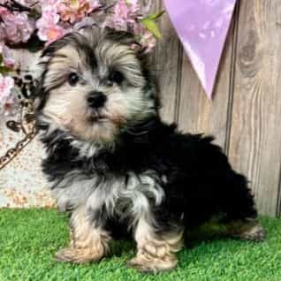 Hayes - Morkie Male