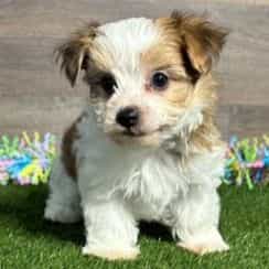 Heath - Morkie Male