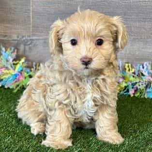 Nala - Maltipoo Female