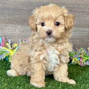 Nori - Maltipoo Female