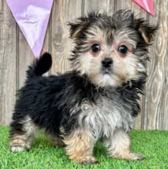 Oaklee - Maltipoo Male